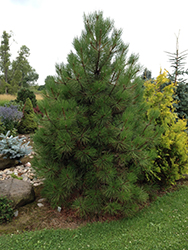 Washoe Pine (Pinus washoensis) at Stonegate Gardens