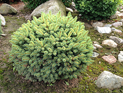 Roundabout Blue Spruce (Picea pungens 'Roundabout') at Lakeshore Garden Centres