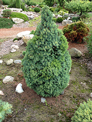 Sander's Blue Dwarf Spruce (Picea glauca 'Sander's Blue') at Stonegate Gardens