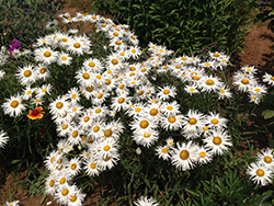 Crazy Daisy Shasta Daisy (Leucanthemum x superbum 'Crazy Daisy') at A Very Successful Garden Center