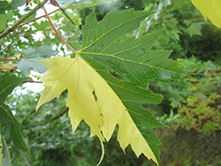 Tigertail Silver Maple (Acer saccharinum 'Tigertail') at Stonegate Gardens