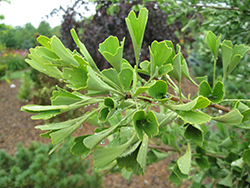 Tube Leaf Ginkgo (Ginkgo biloba 'Tubiformis') at Lakeshore Garden Centres