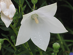 Astra White Balloon Flower (Platycodon grandiflorus 'Astra White') at Lakeshore Garden Centres