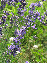 Purple Bouquet Lavender (Lavandula angustifolia 'Purple Bouquet') at Stonegate Gardens