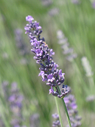Royal Velvet Lavender (Lavandula angustifolia 'Royal Velvet') at Stonegate Gardens