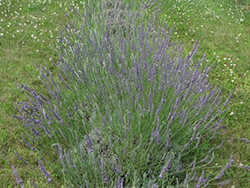 Hidcote Giant Lavender (Lavandula x intermedia 'Hidcote Giant') at Stonegate Gardens