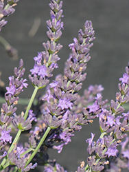 Grosso Lavender (Lavandula x intermedia 'Grosso') at Stonegate Gardens