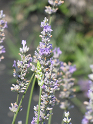 Provence Lavender (Lavandula x intermedia 'Provence') at Stonegate Gardens