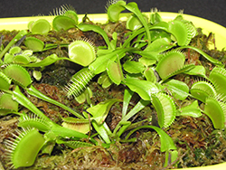 Venus Flytrap (Dionaea muscipula) at Stonegate Gardens