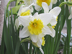 Early Bride Daffodil (Narcissus 'Early Bride') at A Very Successful Garden Center