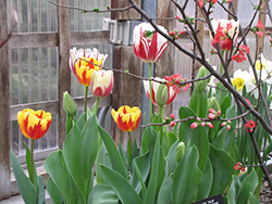 Rembrandt Tulip Mix Tulip (Tulipa 'Rembrandt Mixed') at A Very Successful Garden Center