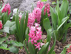 Pink Frosting Hyacinth (Hyacinthus orientalis 'Fondant') at Stonegate Gardens
