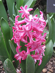 Pink Frosting Hyacinth (Hyacinthus orientalis 'Fondant') at Lakeshore Garden Centres