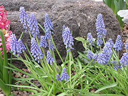 Blue Spike Grape Hyacinth (Muscari armeniacum 'Blue Spike') at Stonegate Gardens