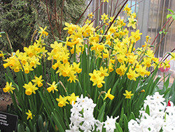 Tete a Tete Daffodil (Narcissus 'Tete a Tete') at Stonegate Gardens
