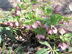 Can-Can Oriental Hellebore (Helleborus orientalis 'Can-Can') at Stonegate Gardens