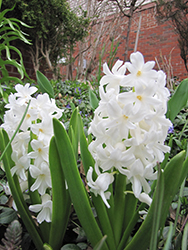 Madame Sophie Hyacinth (Hyacinthus orientalis 'Madame Sophie') at A Very Successful Garden Center