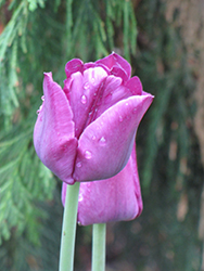 Blue Beauty Tulip (Tulipa 'Blue Beauty') at Stonegate Gardens