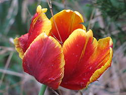 Kiev Tulip (Tulipa 'Kiev') at A Very Successful Garden Center