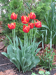 World's Favorite Tulip (Tulipa 'World's Favorite') at A Very Successful Garden Center