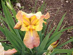 Apricot Drops Iris (Iris 'Apricot Drops') at Stonegate Gardens