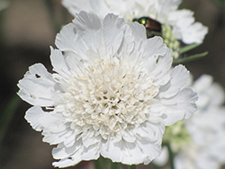 Perfecta White Pincushion Flower (Scabiosa caucasica 'Perfecta Alba') at Stonegate Gardens