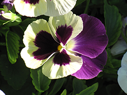 Mariposa Violet Face Pansy (Viola 'Mariposa Violet Face') at A Very Successful Garden Center