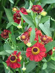 Red Jewel Sneezeweed (Helenium 'Red Jewel') at Stonegate Gardens