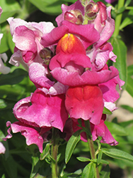 Snapshot Rose Snapdragon (Antirrhinum majus 'PAS409648') at Stonegate Gardens