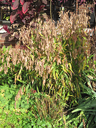 Northern Sea Oats (Chasmanthium latifolium) at Lakeshore Garden Centres