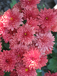 Wanda Red Chrysanthemum (Chrysanthemum 'Wanda Red') at Stonegate Gardens