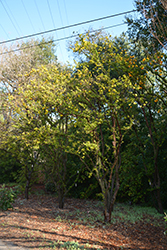 Chinotto Myrtle-leaved Orange (Citrus aurantium var. myrtifolia 'Chinotto') at Stonegate Gardens