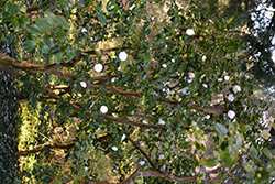 Alba Plena Camellia (Camellia japonica 'Alba Plena') at Stonegate Gardens
