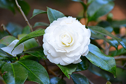 Alba Plena Camellia (Camellia japonica 'Alba Plena') at Stonegate Gardens