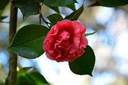 Daikagura Red Camellia (Camellia japonica 'Daikagura Red') at Stonegate Gardens
