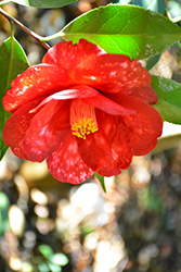 Royal Velvet Variegated Camellia (Camellia japonica 'Royal Velvet Variegated') at Stonegate Gardens