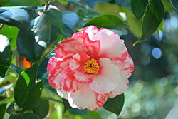 Iwane-shibori Camellia (Camellia japonica 'Iwane-shibori') at Stonegate Gardens