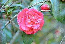 Betty Sheffield Pink Camellia (Camellia japonica 'Betty Sheffield Pink') at Stonegate Gardens