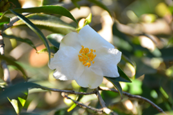 Cuspidata Camellia (Camellia cuspidata) at Stonegate Gardens