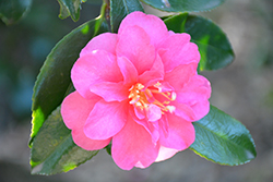 Pink Stella Camellia (Camellia sasanqua 'Dixie') at Stonegate Gardens