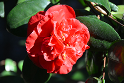 Dixie Knight Camellia (Camellia japonica 'Dixie Knight') at Stonegate Gardens