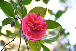 Mrs. Freeman Weiss Camellia (Camellia japonica 'Mrs. Freeman Weiss') at Stonegate Gardens