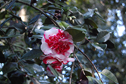 Gigantea Camellia (Camellia japonica 'Gigantea') at Stonegate Gardens