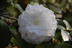 October Magic White Shi-Shi Camellia (Camellia sasanqua 'Green 02-004') at Stonegate Gardens