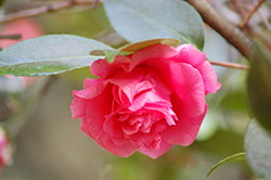 Bella Rouge Camellia (Camellia sasanqua 'TDN 1116') at Stonegate Gardens