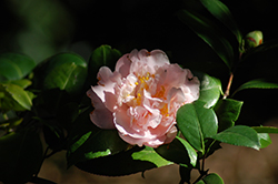 Nuccio's Pink Lace Camellia (Camellia japonica 'Nuccio's Pink Lace') at Stonegate Gardens