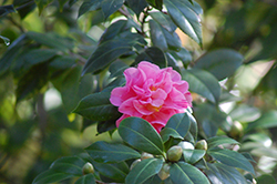 Lady Laura Camellia (Camellia japonica 'Lady Laura') at Stonegate Gardens