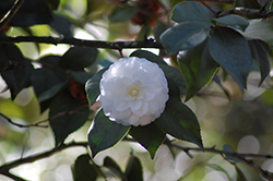 Sea Foam Camellia (Camellia japonica 'Sea Foam') at Stonegate Gardens