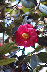 Greensboro Red Camellia (Camellia japonica 'Greensboro Red') at Stonegate Gardens