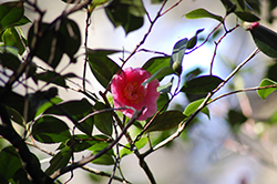 Betty Sheffield Coral Camellia (Camellia japonica 'Betty Sheffield Coral') at Stonegate Gardens